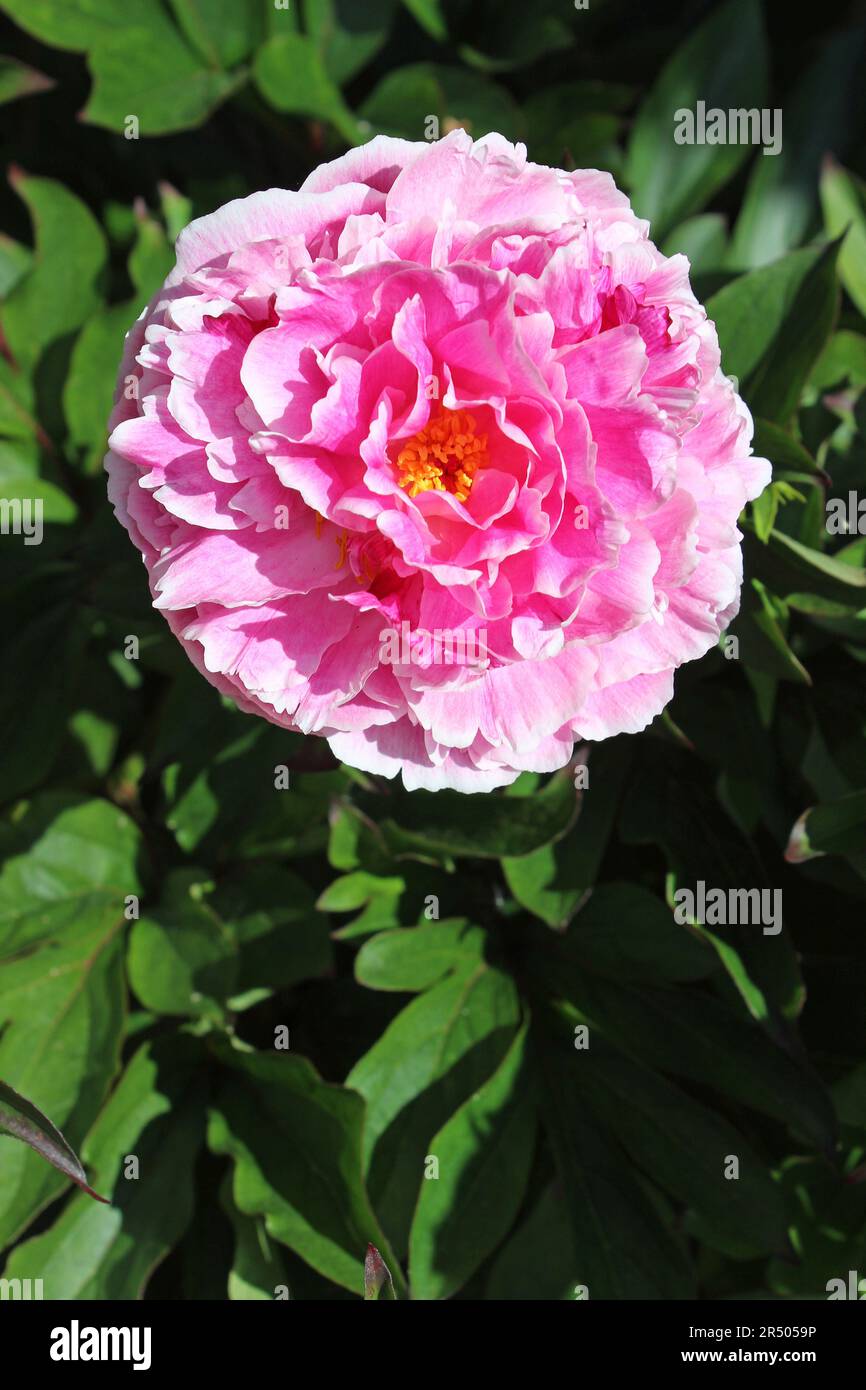 Pink Peony – Paeonia lactiflora Stockfoto