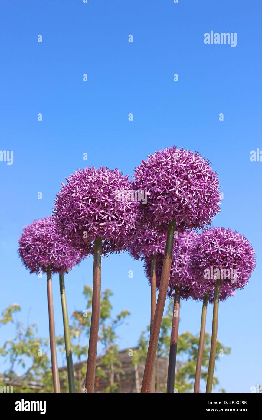 Blühende Purple Alliums Stockfoto