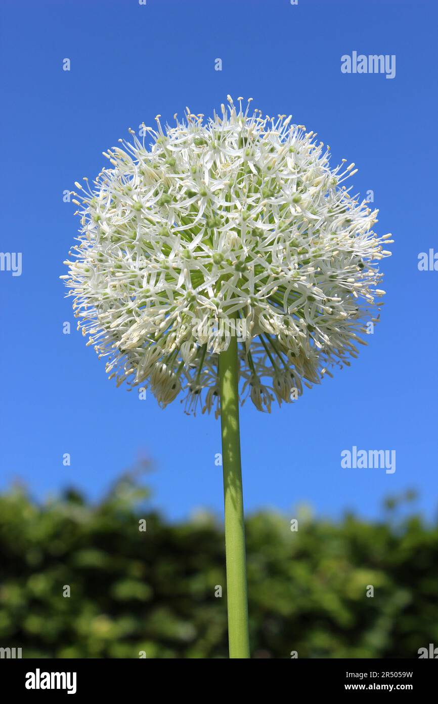 White Allium – Allium stipitatum „White Giant“ Stockfoto