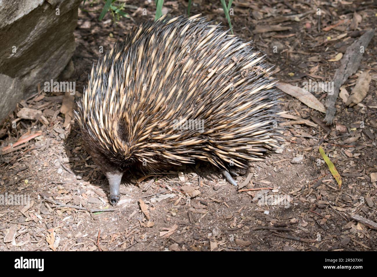 Die Echidna hat Wirbelsäulen wie ein Stachelschwein, einen Schnabel wie ein Vogel, einen Beutel wie ein Känguru und legt Eier wie ein Reptil. Auch bekannt als stachelige Ameisenbären, die Stockfoto