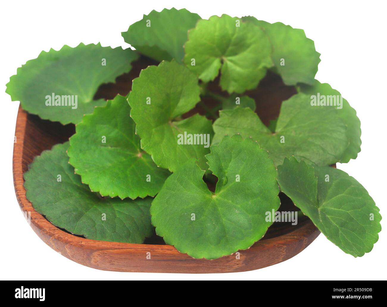 Ayurvedic Thanankuni oder gotu kola Nahaufnahme und isoliert Stockfoto