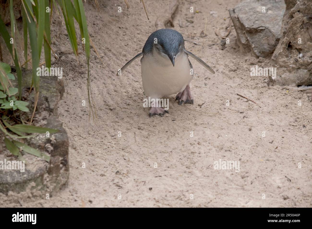 Die kleinen Pinguine, kleinen blauen Pinguine oder Feenpinguine sind kleine schwarz-weiße Vögel, die nicht fliegen Stockfoto