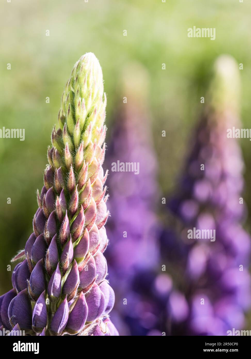 Lupine / Lupinus 'Persian Slipper' Mauve und weiße 'Persian Slipper' Lupine-Sorte in den Gärten des Rousham House in Oxfordshire. Stockfoto