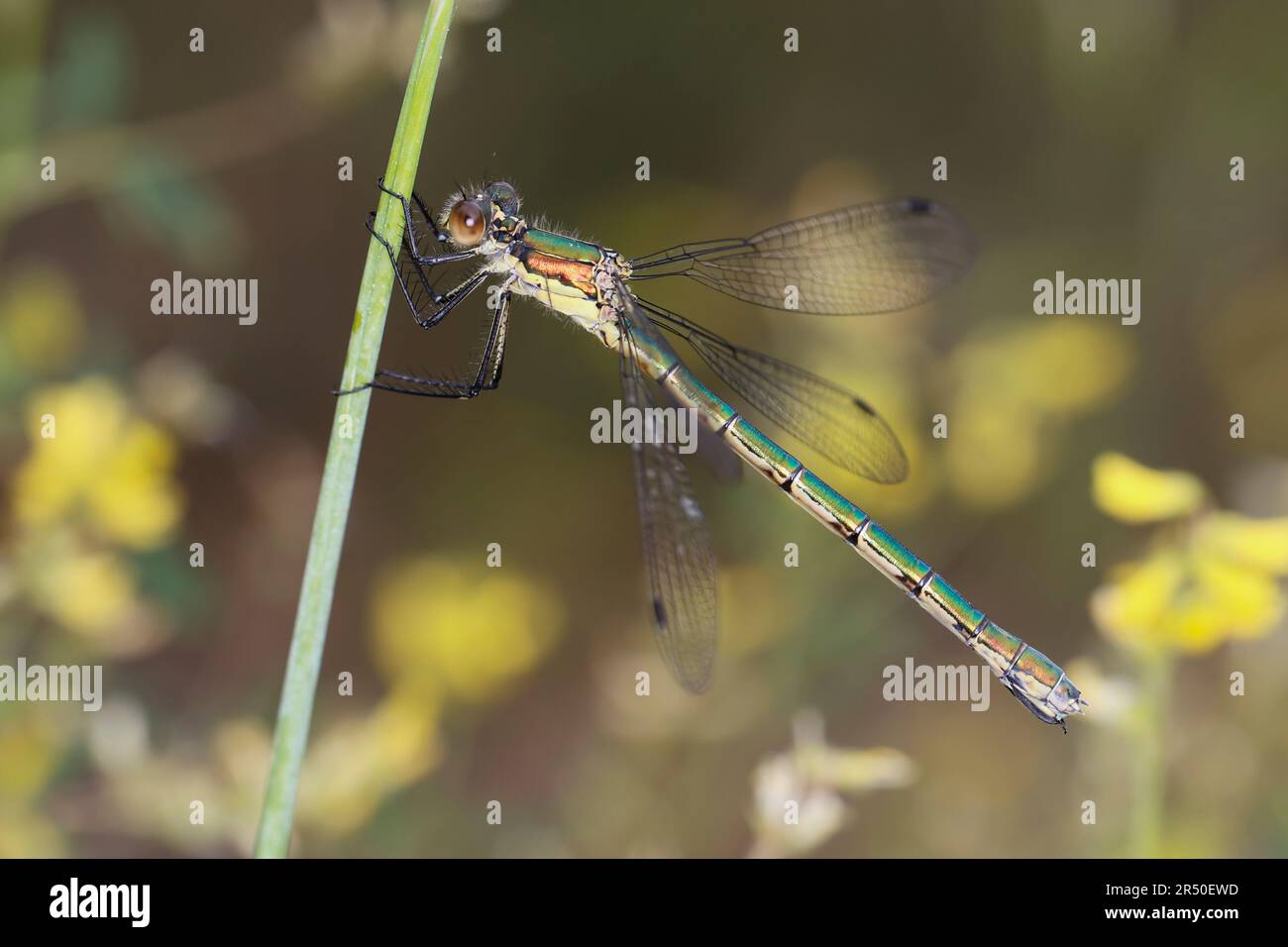 Glänzende Binsenjungfer, Weibchen, Lestes Dryas, Smaragdspreadwing, knappe Smaragddamselfliege, Robustes Streichholz, turlough-Streichholz, weiblich, le lest Stockfoto