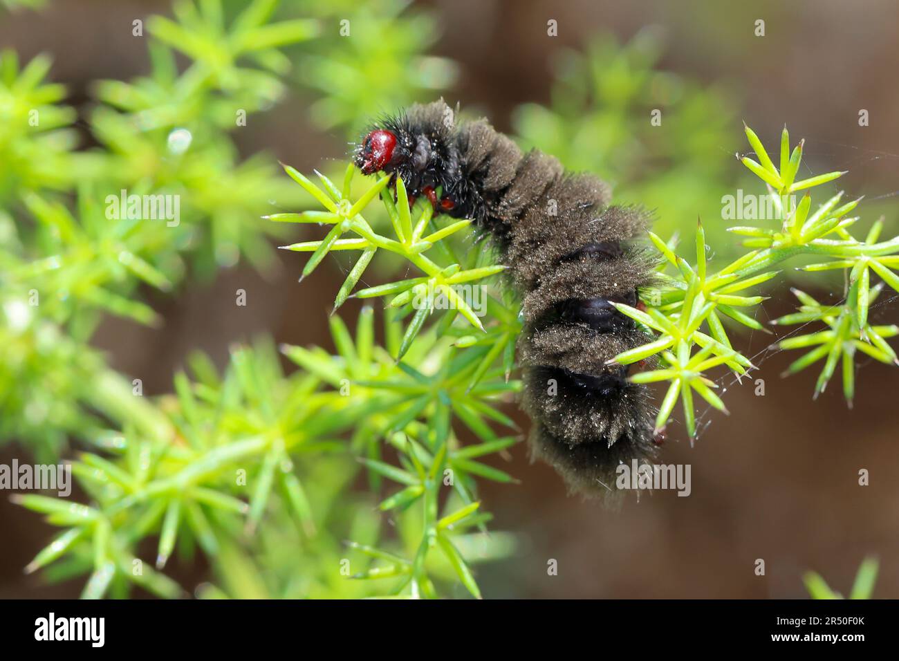 Weißfleck-Widderchen, Weißfleckwidderchen, Weissfleck-Widderchen, Weissfleck-Widderchen, Weißfleckenwidderchen, Ringelwidderchen, Ringel-Widderchen, R. Stockfoto