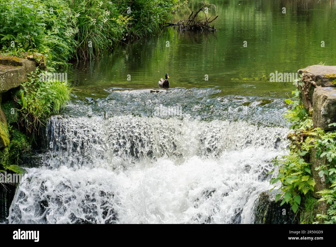 Im Sommer schwimmt eine Ente auf einem Wasserfall. Konzept von Mut und Mut. Stockfoto