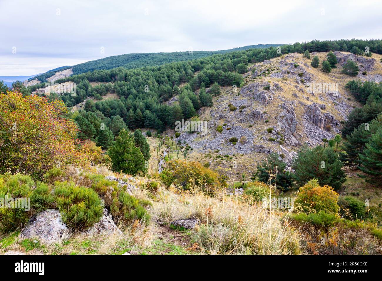 Cuenca Alta del Manzanares Regional Park in Sierra de Guadarrama (Zentralsystem) Berge in Spanien, Landschaft mit Pinienwäldern, Granitfelsen. Stockfoto