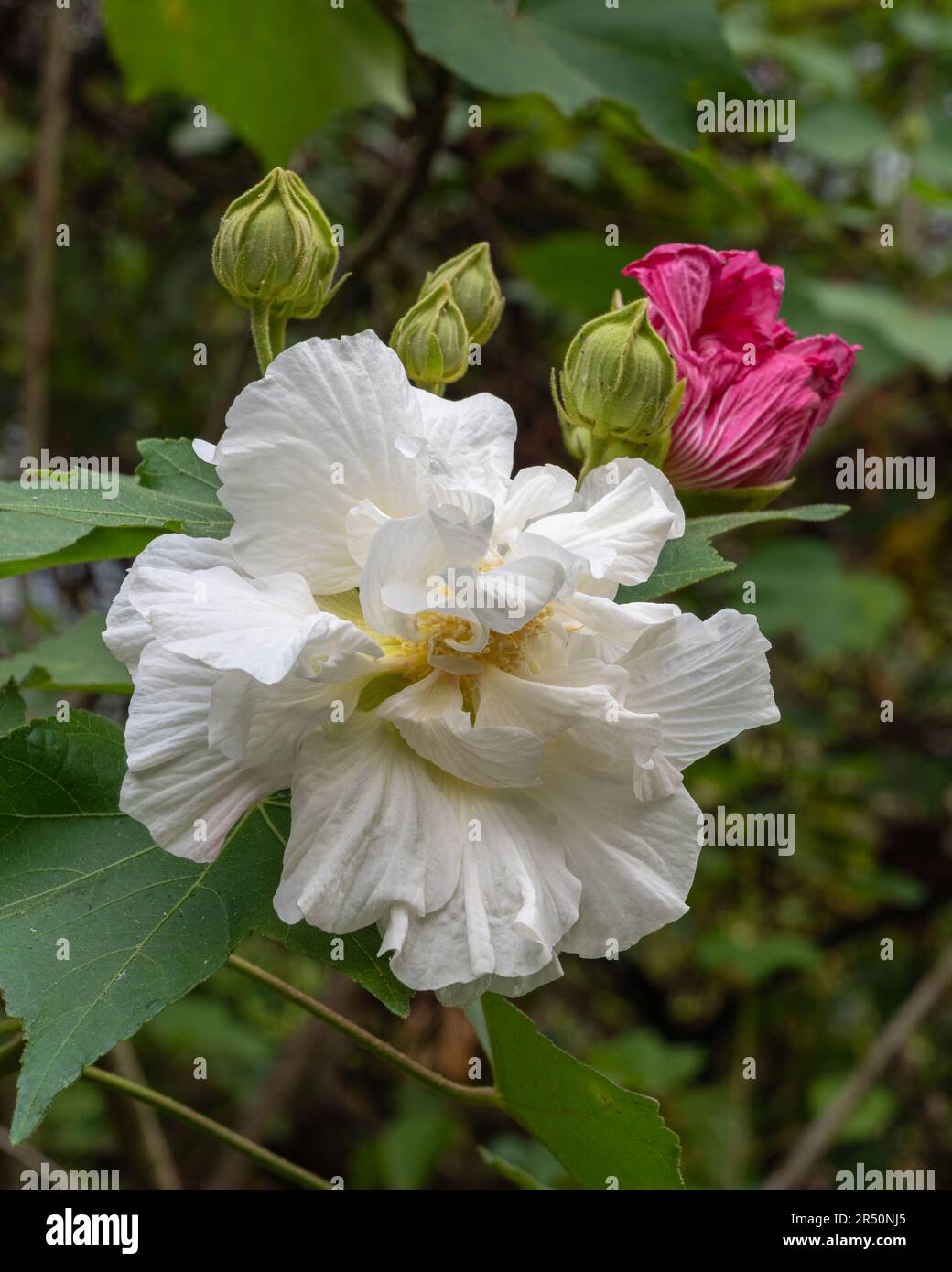 Nahaufnahme der weißen Hibiskus mutabilis Blume alias Confederate Rose oder Dixie Rosemallow mit Knospen und rosa Welk Blume isoliert im tropischen Garten Stockfoto