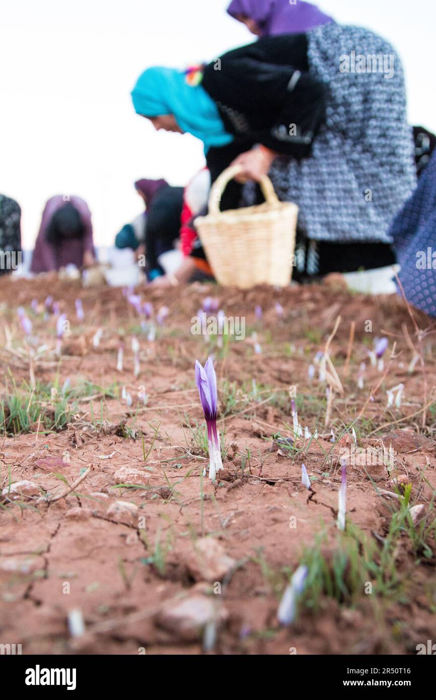 Saffron-Frauen in Taliouine, Marokko, pflücken Blüten vor Sonnenaufgang Stockfoto