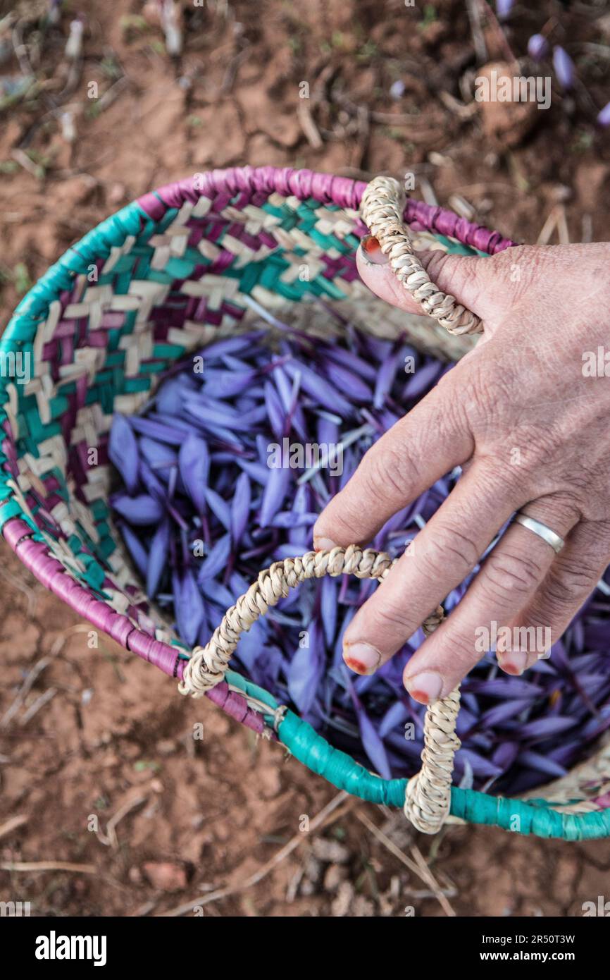 Weibliche Saffronbauern in Taliouine, Marokko, sammeln Blüten im Licht vor der Morgenröte Stockfoto