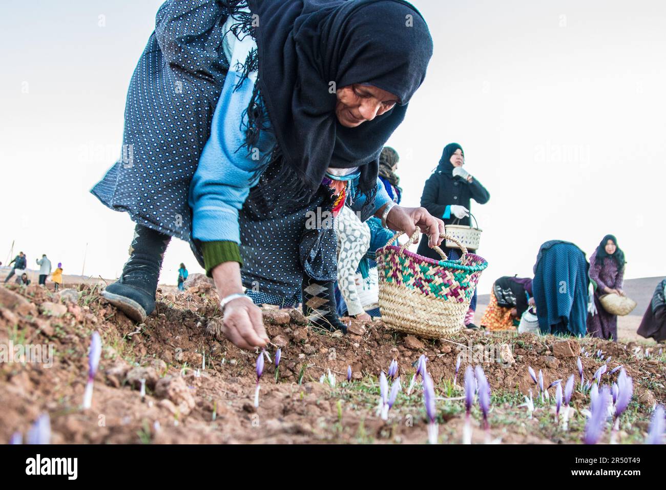 Die Ernte von Saffron Blooms am frühen Morgen durch weibliche Bauern in Taliouine, Marokko Stockfoto