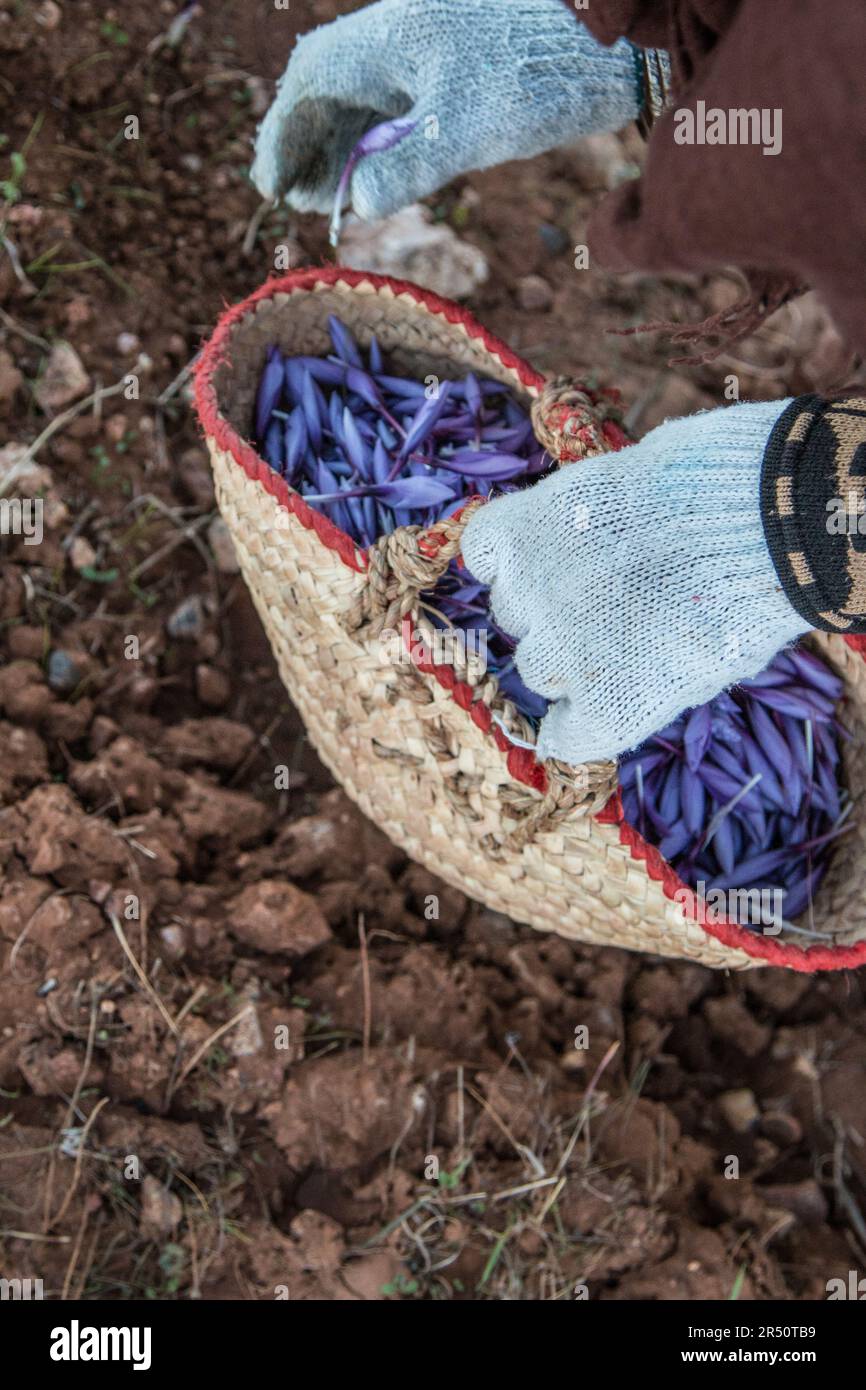 Saffron Flower Picking von Women Farmers in Taliouine, Marokko Stockfoto