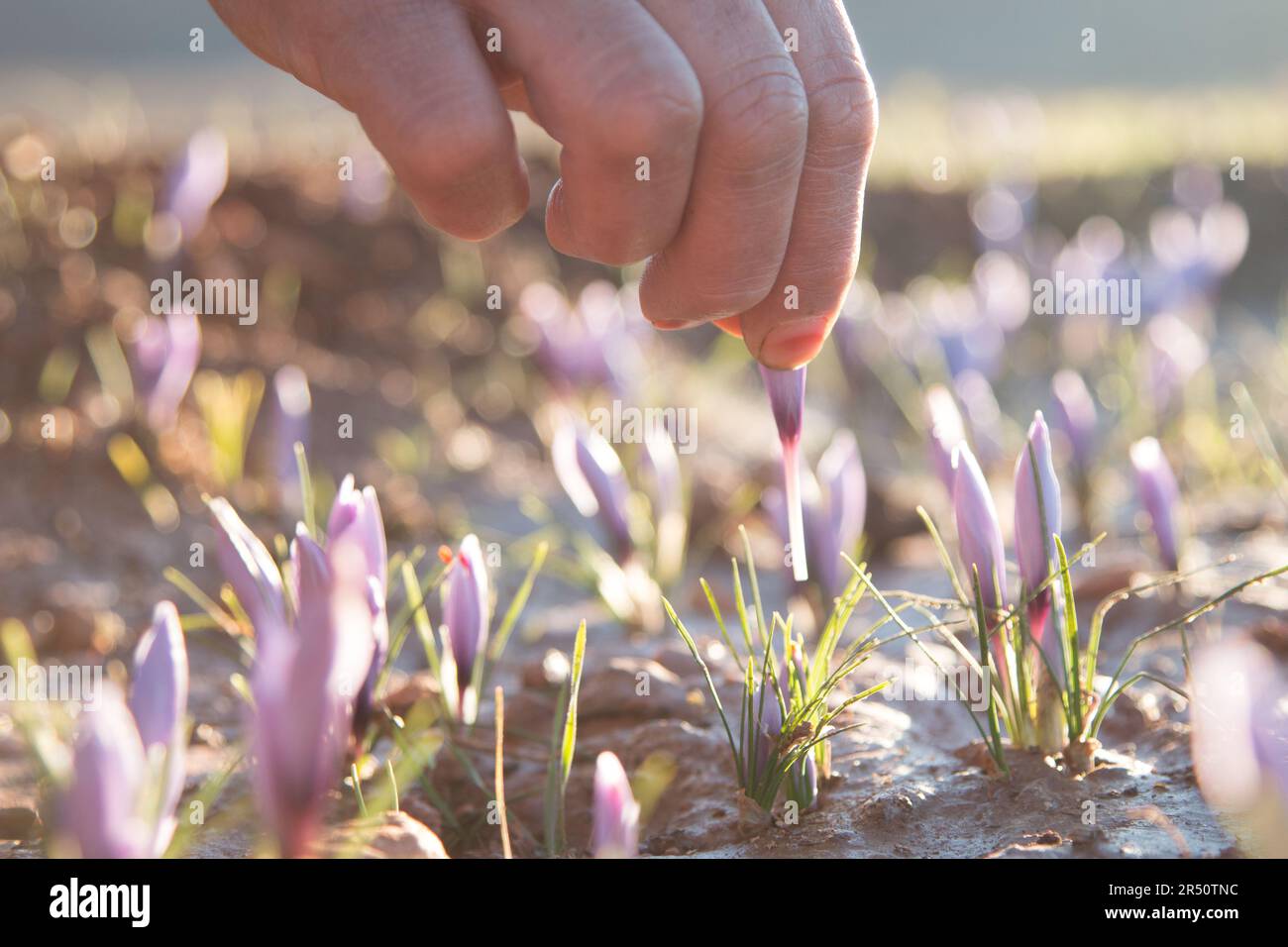 Detail von weiblicher Hand, die Saffronblüten in Taliouine, Marokko, versammelt Stockfoto