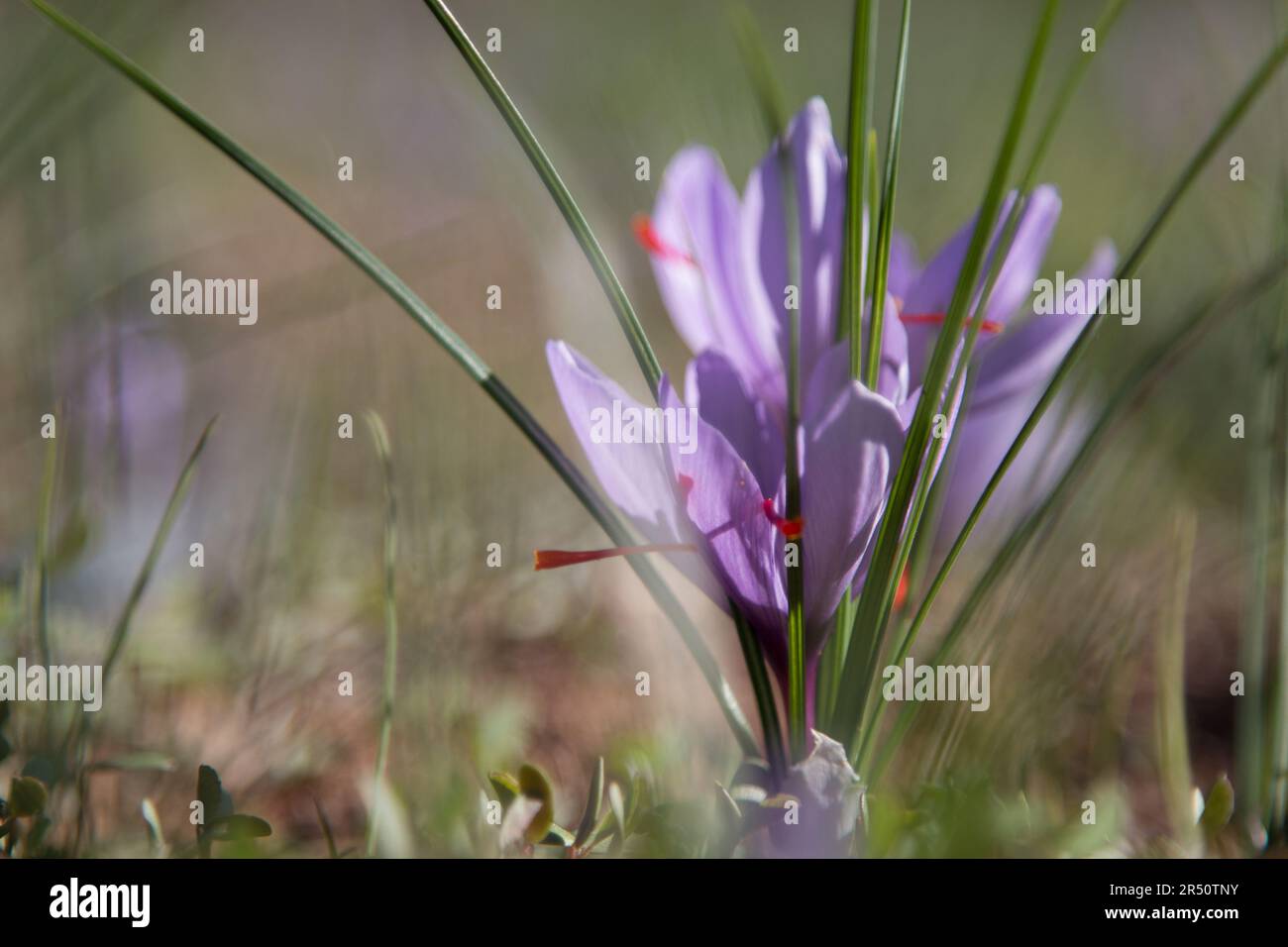 Geburt einer Saffronblume aus der Tonerde in Taliouine, Südmarokko Stockfoto