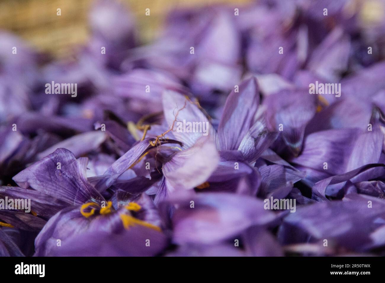Blütenblätter von Saffron Blooms Stockfoto