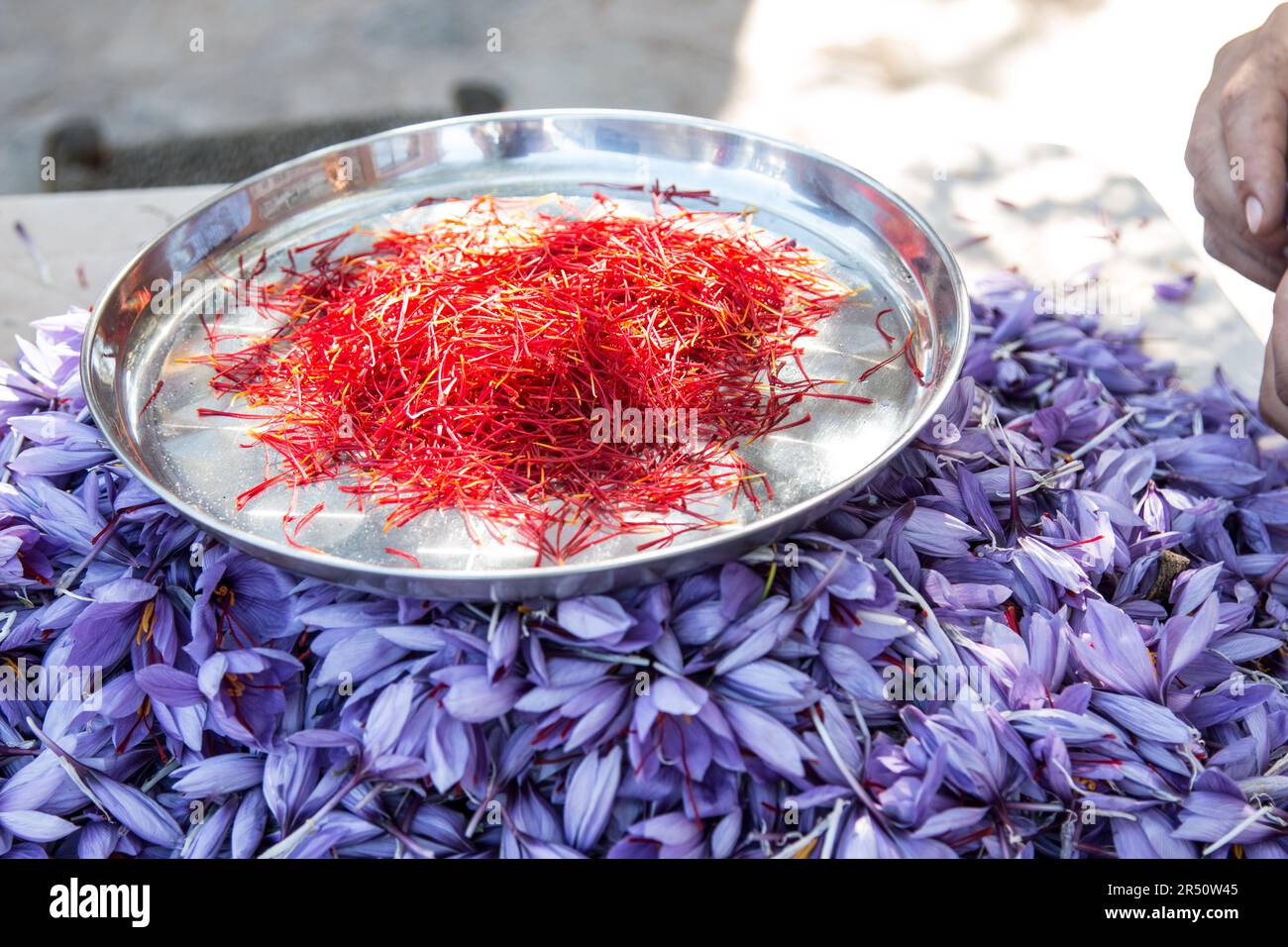 Darstellung von Saffron-Stigmen in Platte über dem Haufen Saffron-Blumen Stockfoto