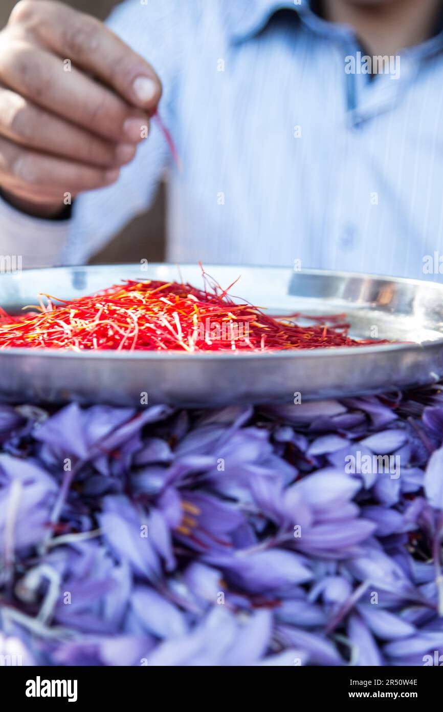 Saffron-Teller, der auf einem Haufen Saffron-Blumen ruht Stockfoto