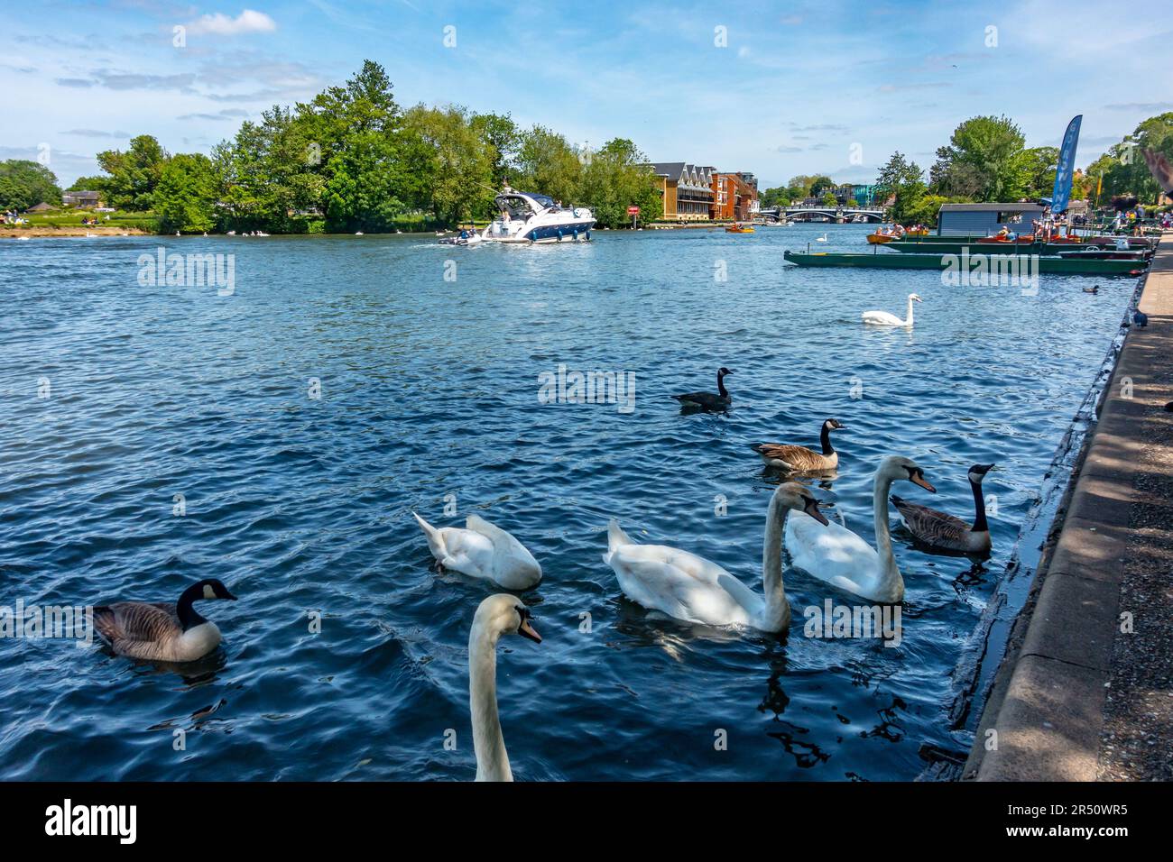 Schwäne und Kanadische Gänse an der Themse in Windsor in Berkshire, Großbritannien Stockfoto
