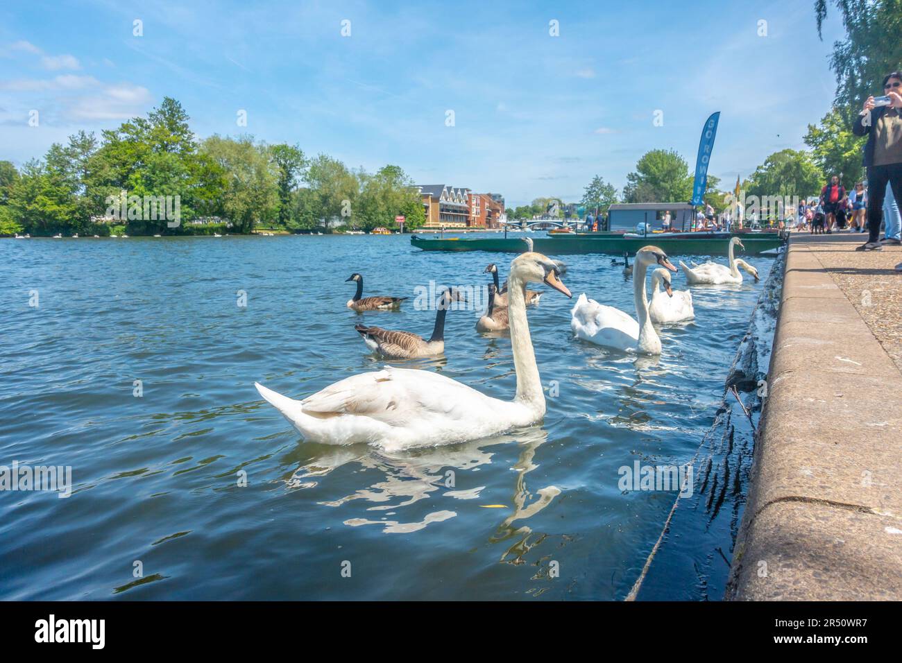 Schwäne und Kanadische Gänse an der Themse in Windsor in Berkshire, Großbritannien Stockfoto