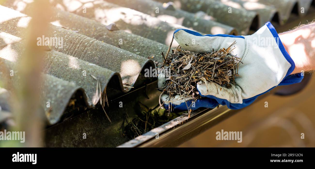 Reinigung von verschmutzten Hausrinnen von Blättern und Nadeln. Banner mit Kopierbereich Stockfoto