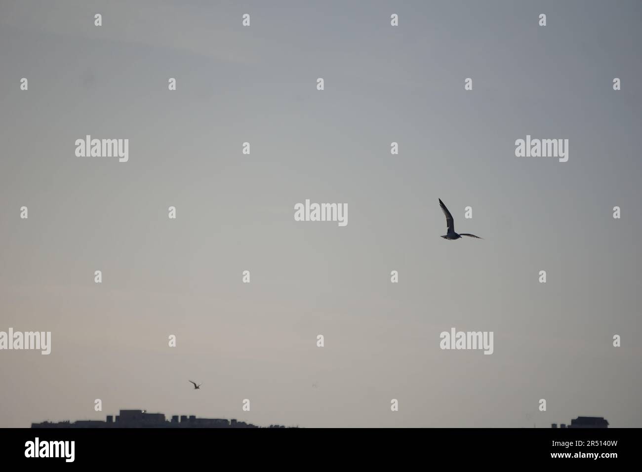 Vögel, die über den Suez-Kanal in Portsaid fliegen Stockfoto