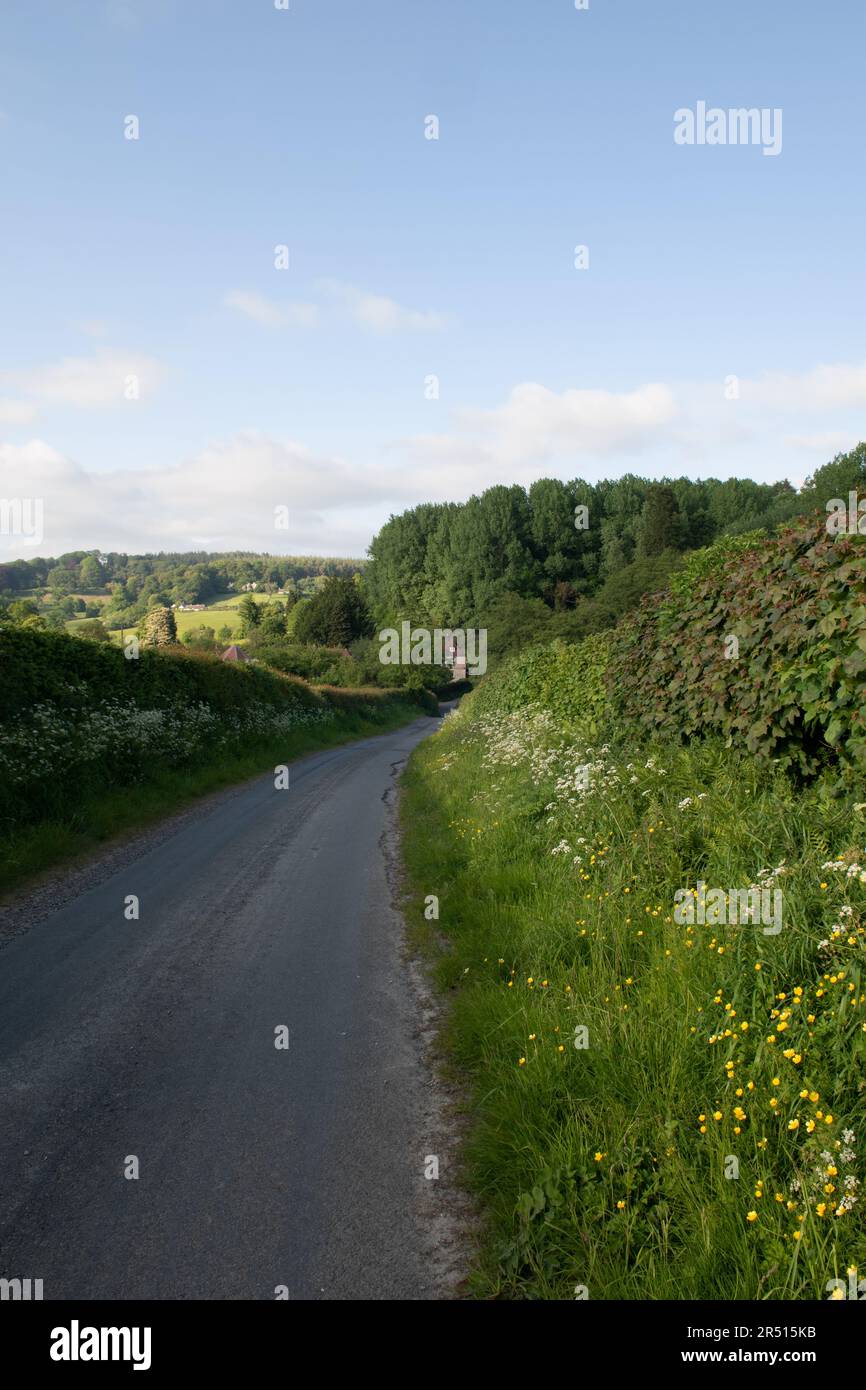 Country Lane, Horningsham, Wiltshire, England Stockfoto