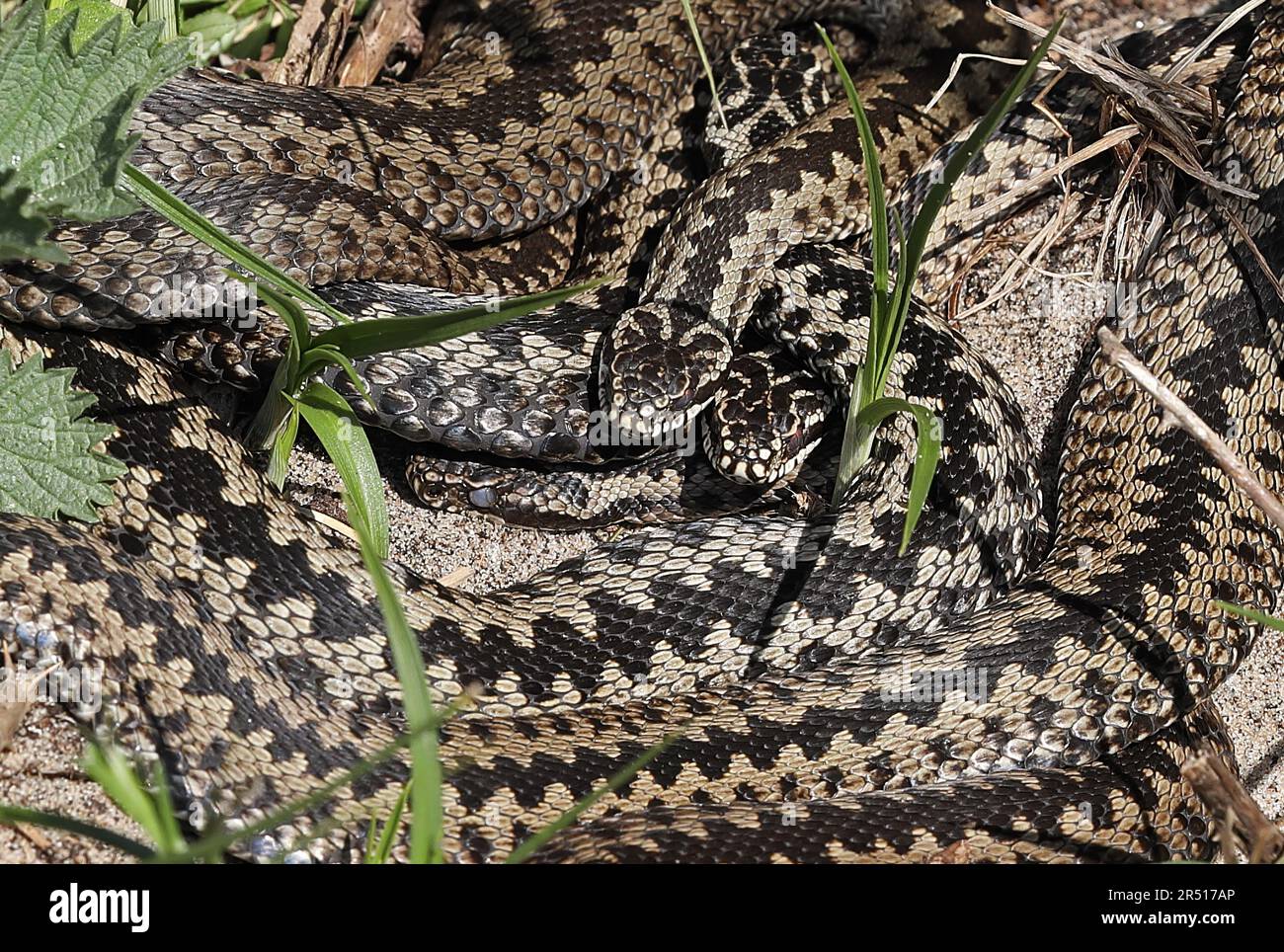 Common European Adder (Vipera berus) Erwachsene Frauen, die sich auf Sanddünen an der Küste im Frühling Eccles-on-Sea, Norfolk, Großbritannien sonnen April Stockfoto