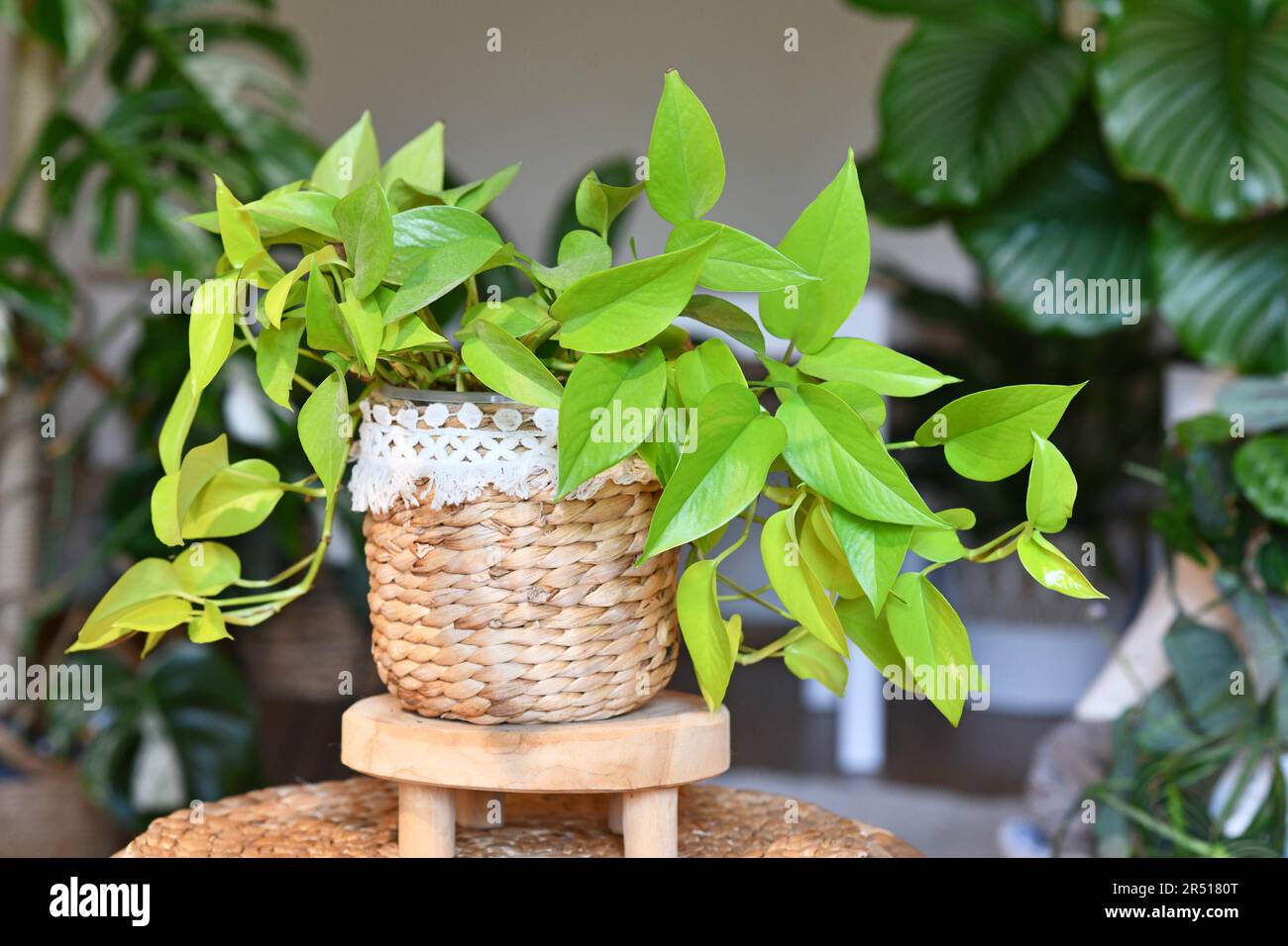 Tropische 'Epipremnum Aureum Lemon Lime'-Zimmerpflanze mit neongrünen Blättern im Blumentopf auf dem Tisch im Wohnzimmer Stockfoto