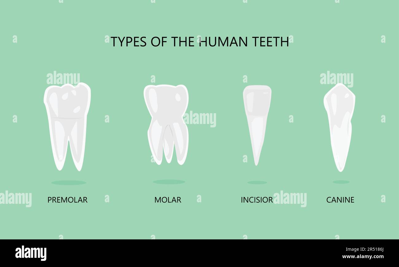 Darstellung der Zahnarten des Menschen Stock Vektor