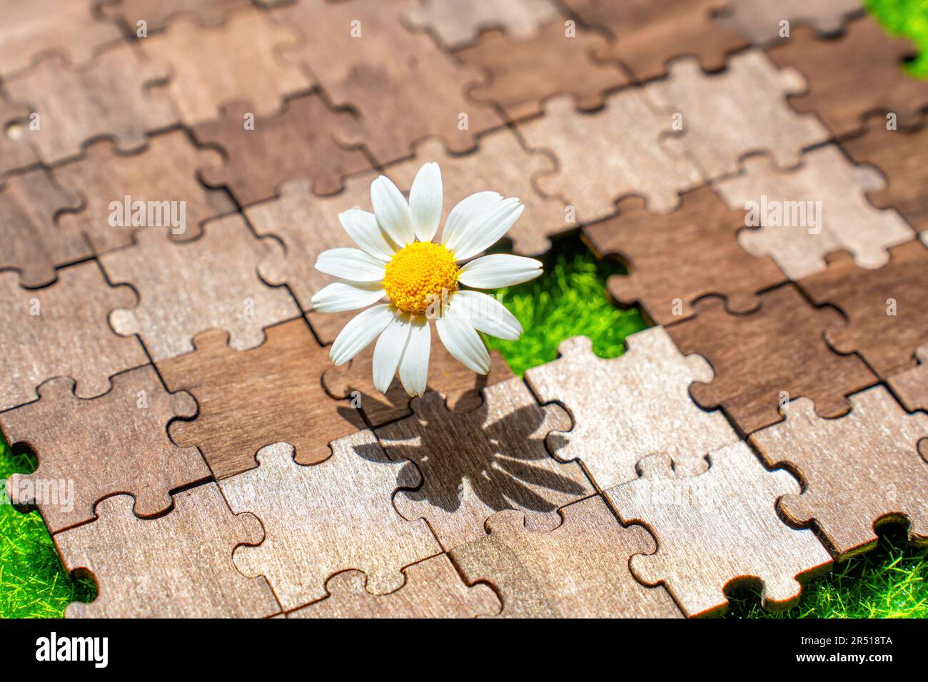 Die blühende Gänseblümchen findet ihren perfekten Platz in der leeren Zelle eines hölzernen Puzzles. Konzept der kreativen Resilienz und Anpassungsfähigkeit. Stockfoto