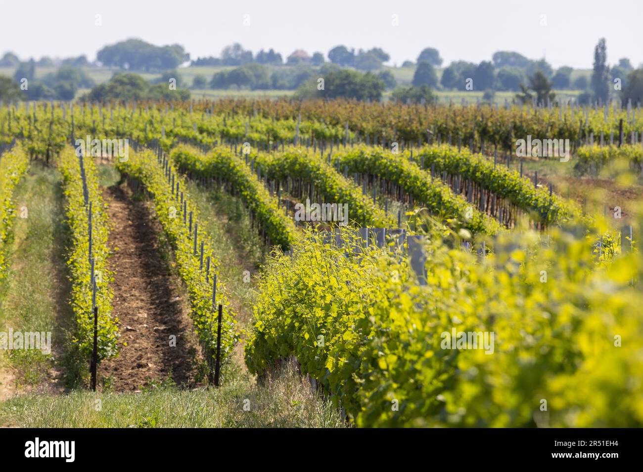 Hügelige Weinberge Im Frühling In Der Region Pfalz Stockfoto