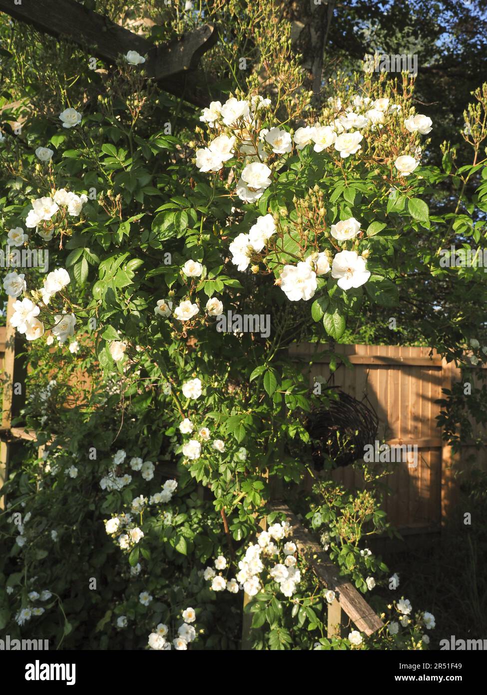 Eine wunderschöne blassweiße Kletterrose in der Abendsonne Stockfoto