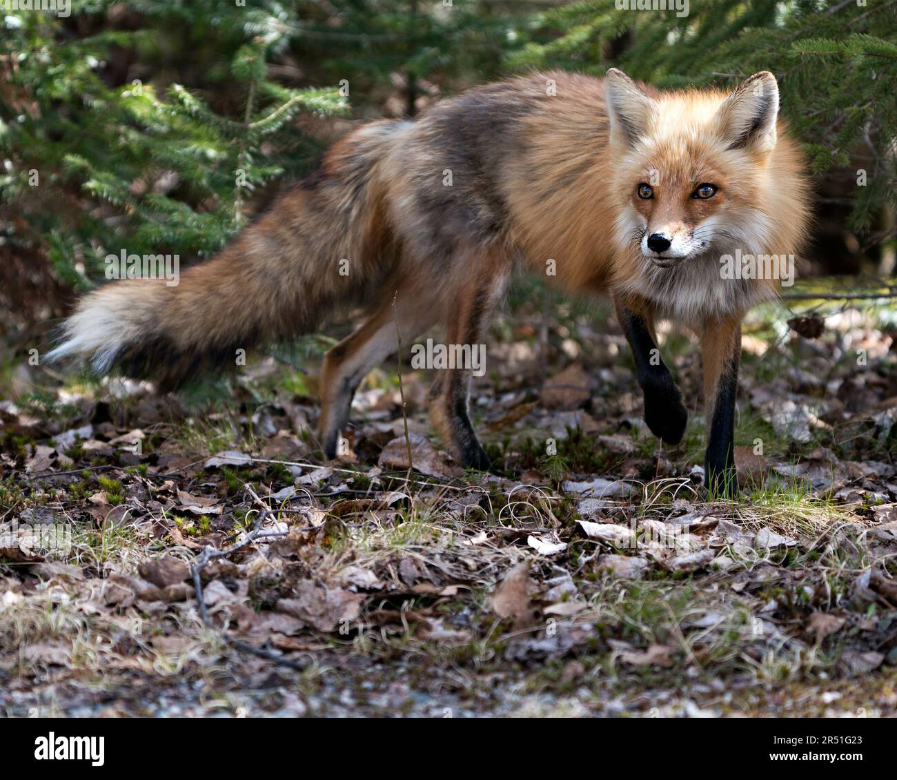 Rotfuchs Nahaufnahme Profil Seitenansicht in der Frühjahrssaison mit Nadelzweigen Hintergrund und genießen seine Umwelt und Lebensraum. Fox-Bild. Stockfoto