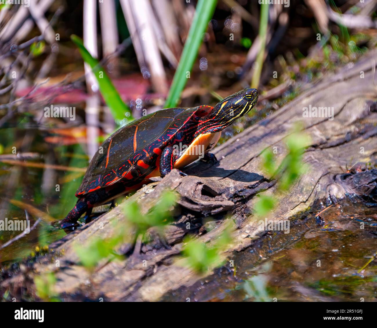 Gemalte Schildkröte, die auf einen Baumstamm mit Vegetationshintergrund klettert und seine Schildkrötenschale, Kopf, Pfoten in seiner Umgebung und seinem Lebensraum zeigt. Stockfoto