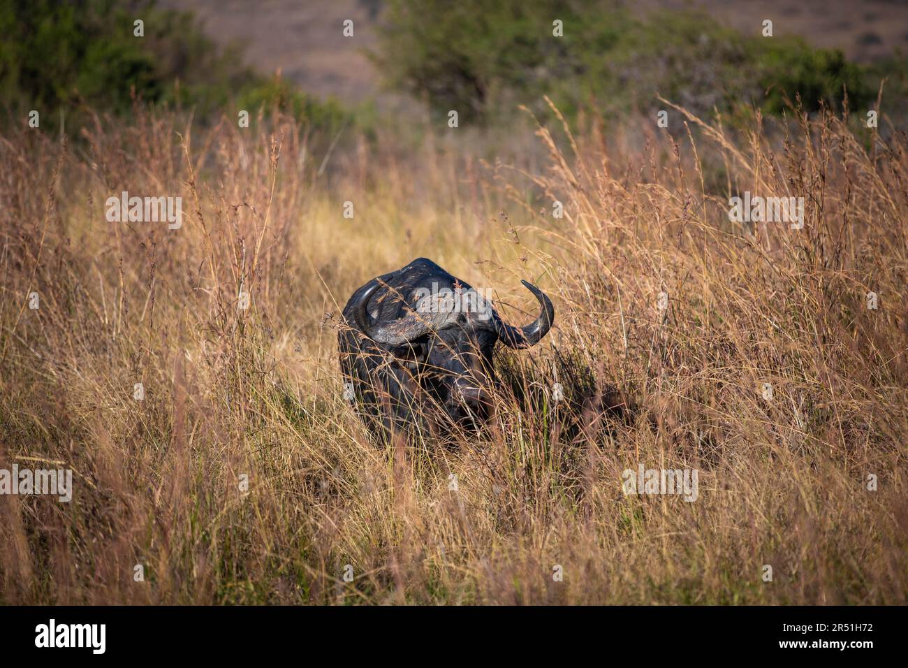 Buffalo im Nambiti Wildreservat, Südafrika Stockfoto