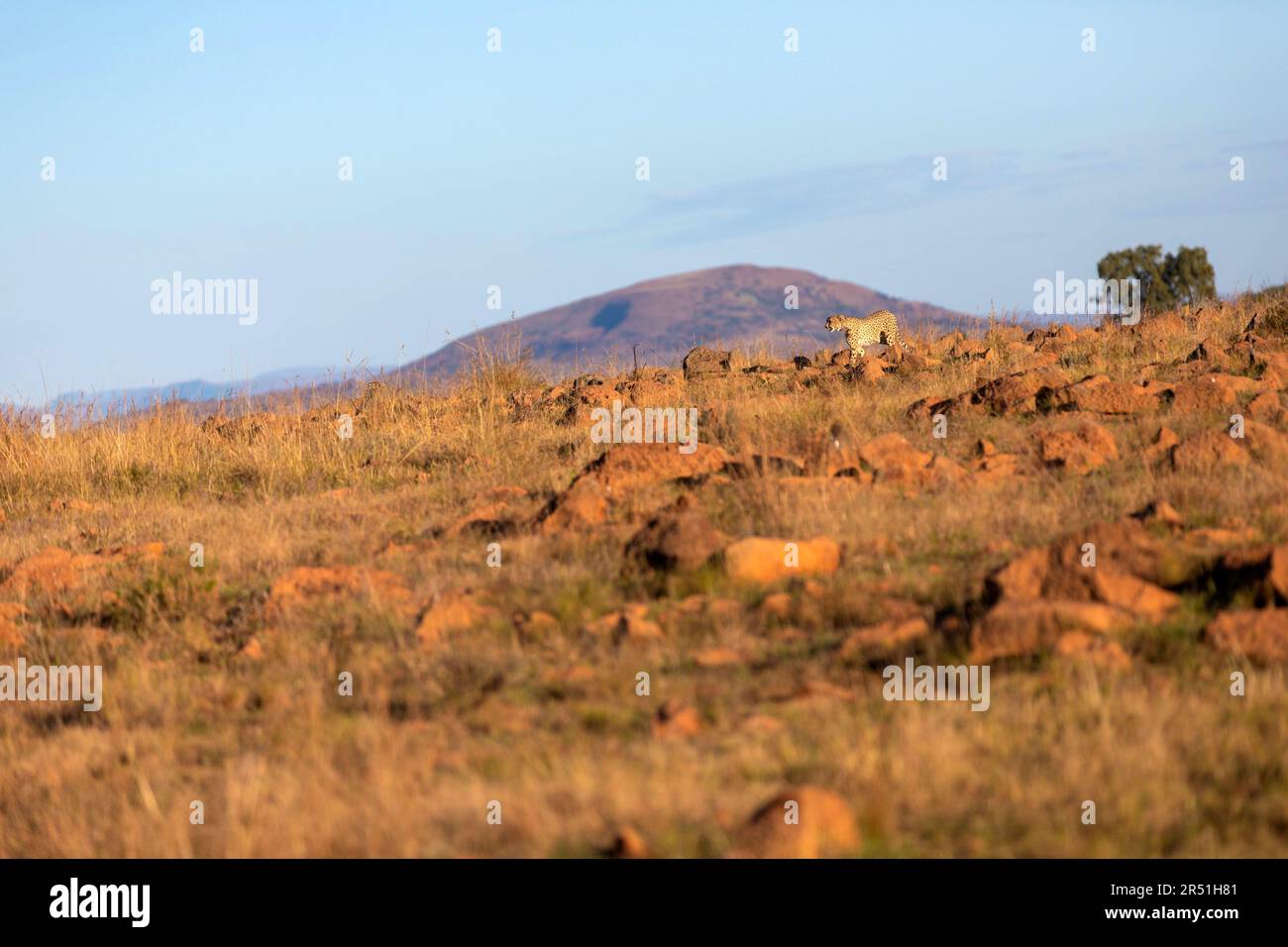 Gepard im Nambiti Game Reserve, Südafrika Stockfoto
