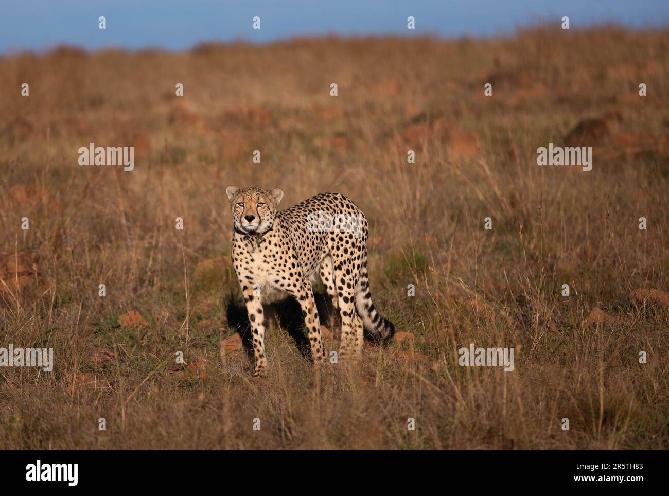 Gepard im Nambiti Game Reserve, Südafrika Stockfoto
