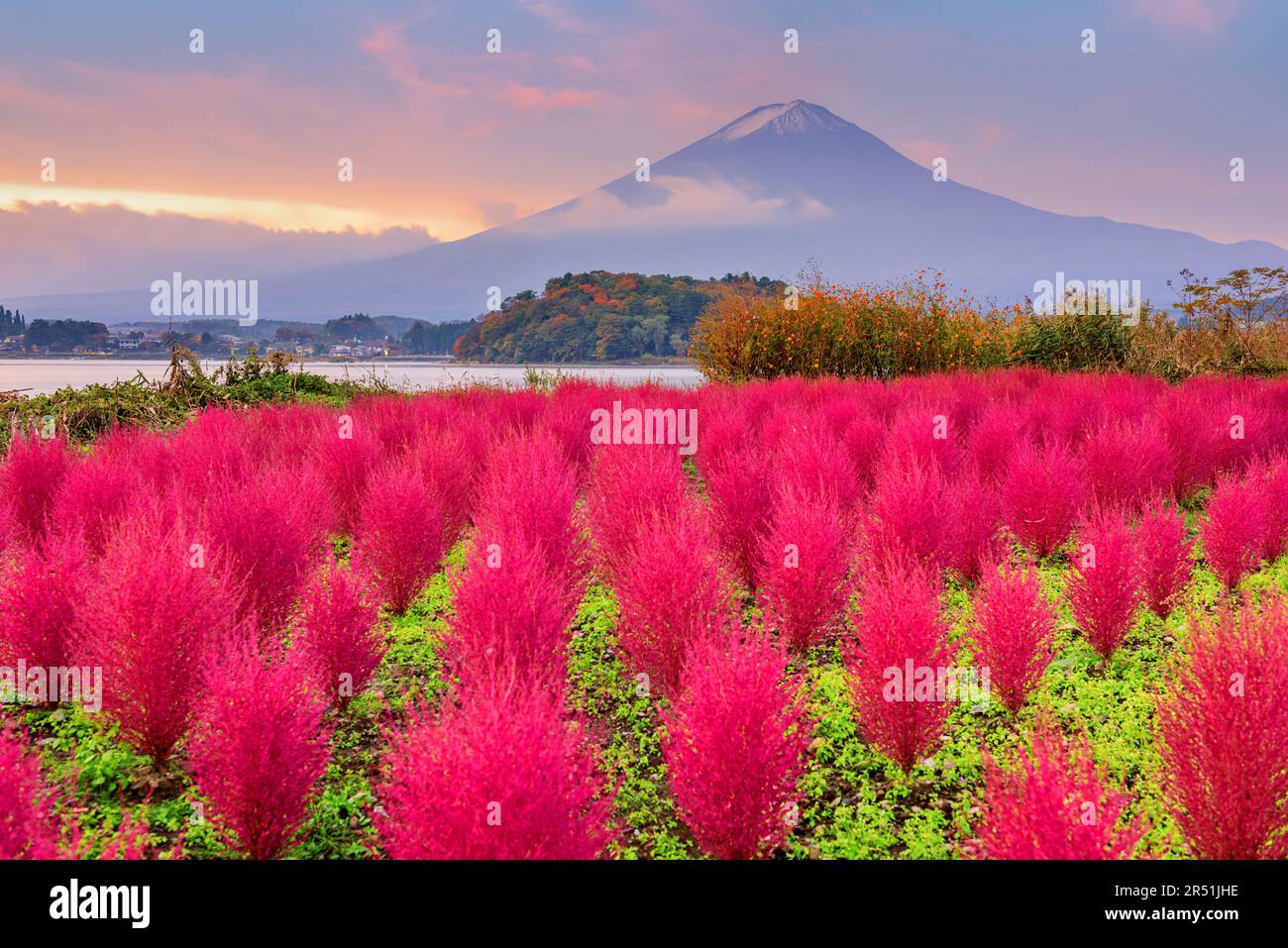 Fuji Mountain, Japan, mit Kokia-Büschen im Oishi Park im Herbst. Stockfoto