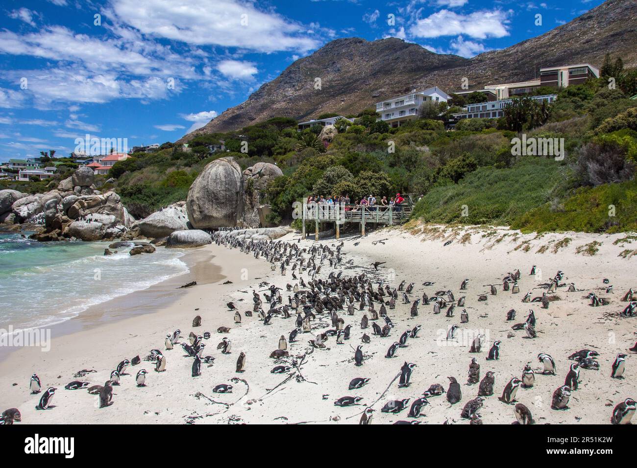 Pinguins in Simons Stadt, Kapstadt, Südafrika Stockfoto