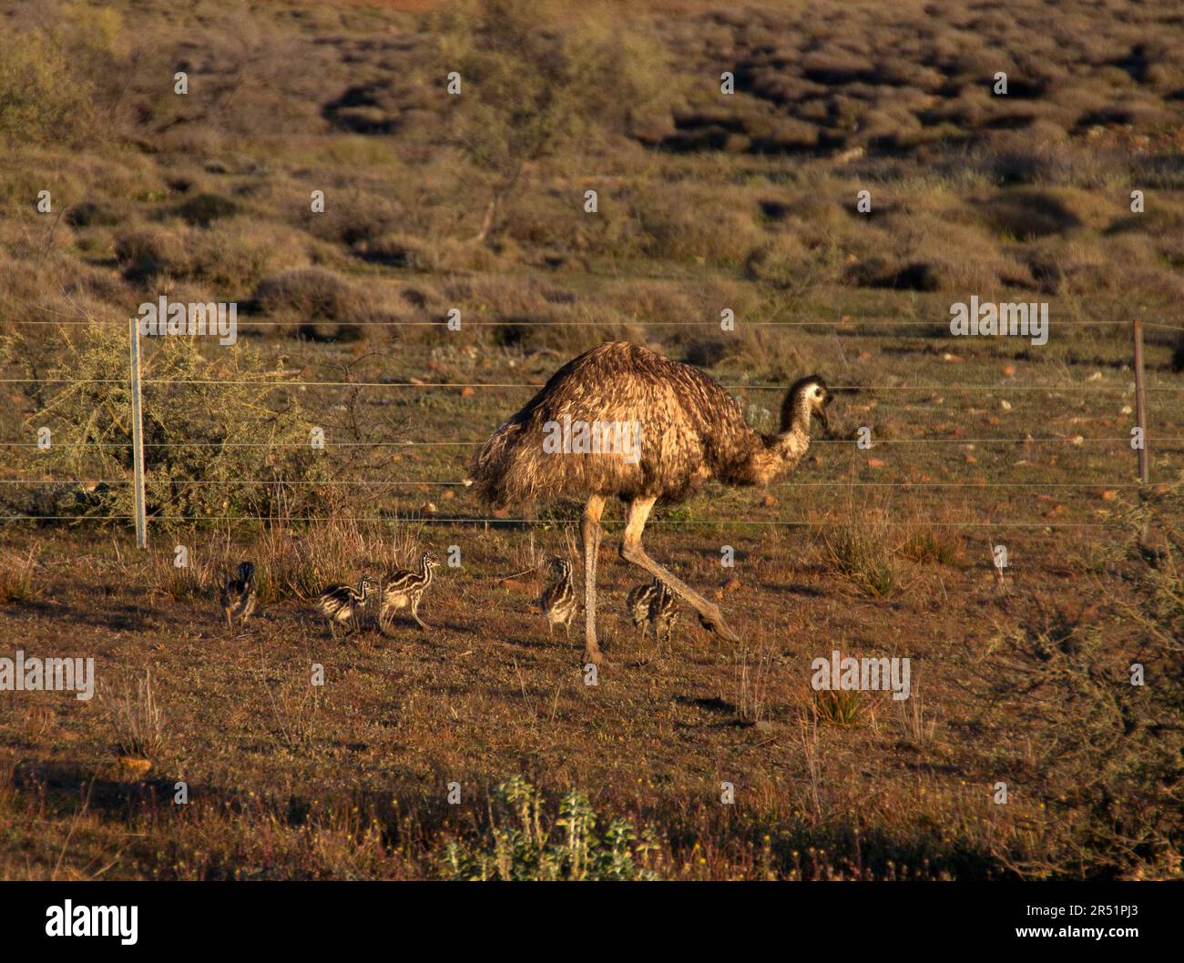 Emus, Flinders Range, Australien Stockfoto