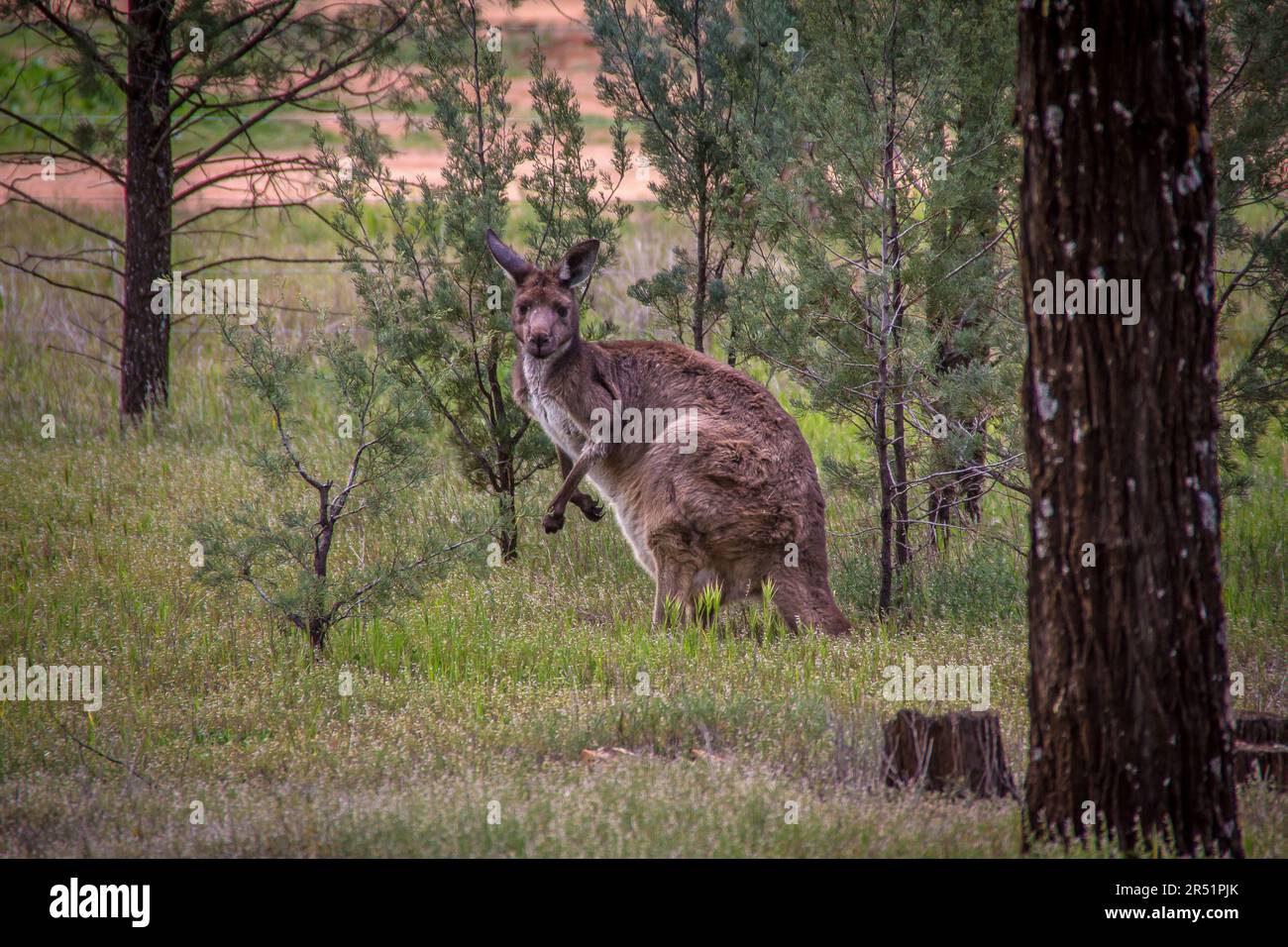 Kängurus, Flinders Range, Australien Stockfoto