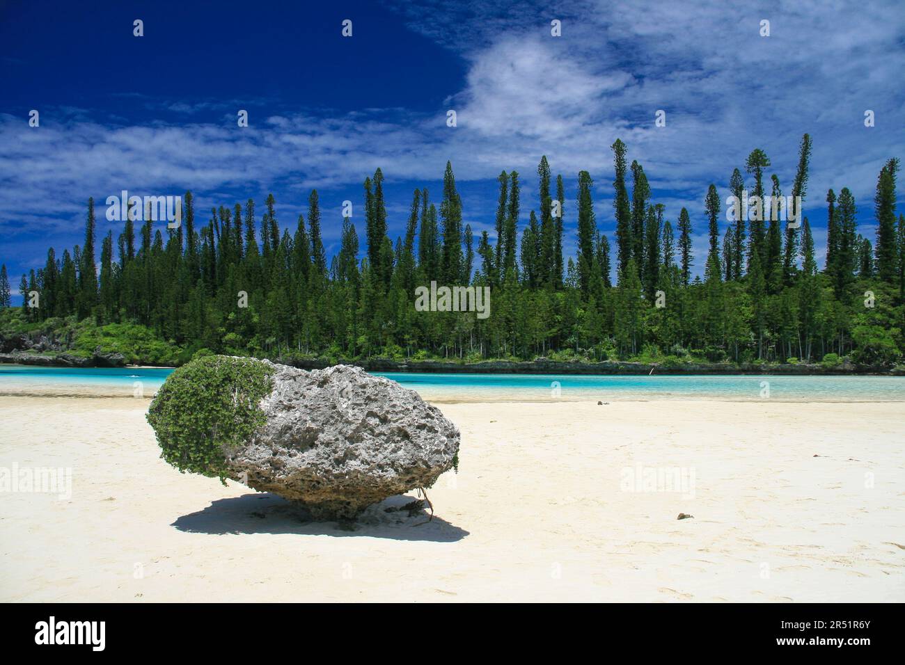 Pins Colonnaires sur l'ile des Pins, Nouvelle Caledonie Stockfoto