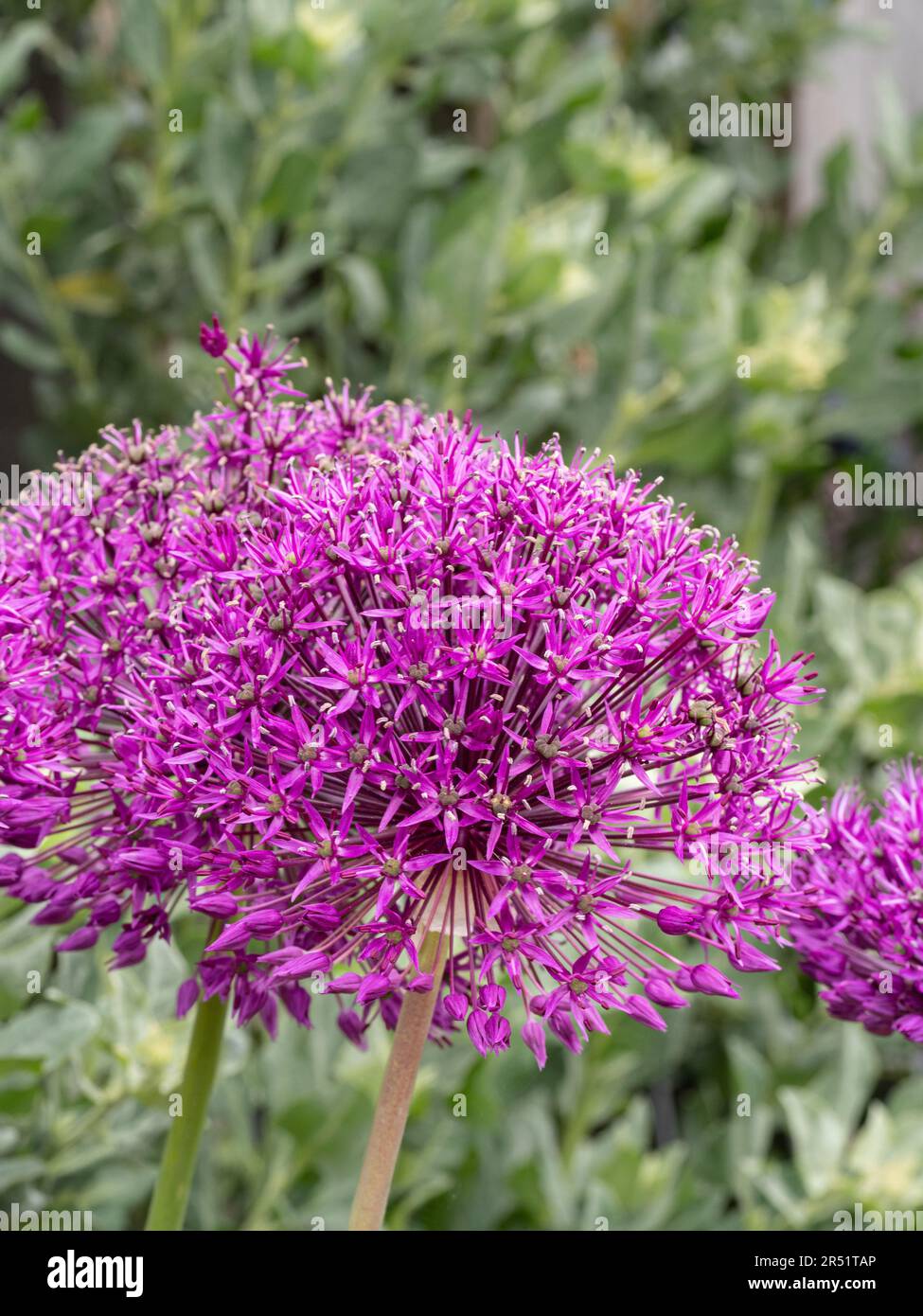 Die lila kugelförmigen Blumen der Allium „Purple Sensation“ Stockfoto