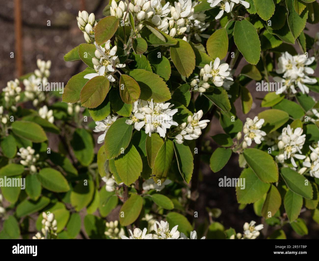 Eine Gruppe weißer Blüten des aufstrebenden Amelanchier alnifolia „Obelisk“ Stockfoto