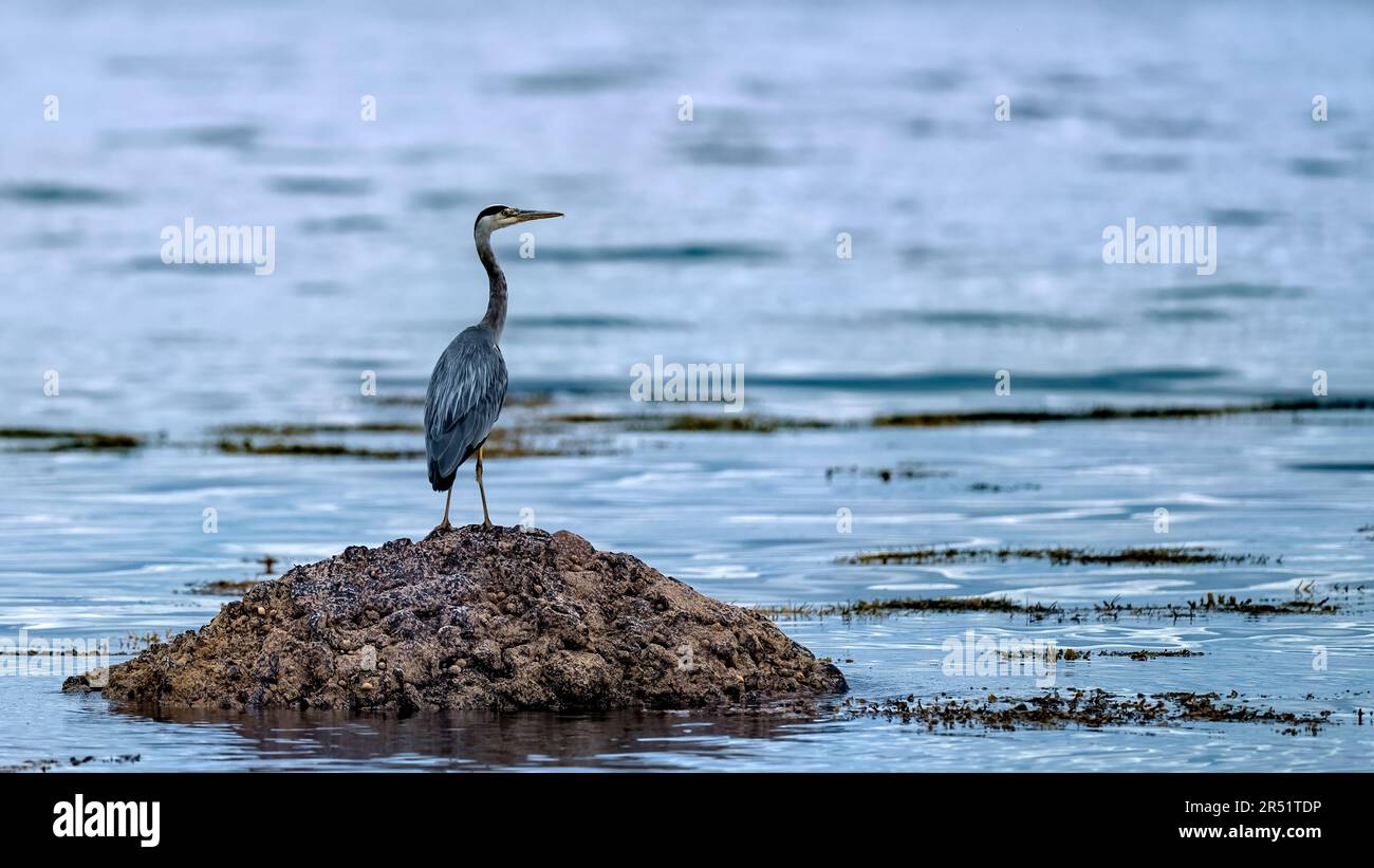 Grauer Reiher, der auf einem Felsen im Ozean steht Stockfoto