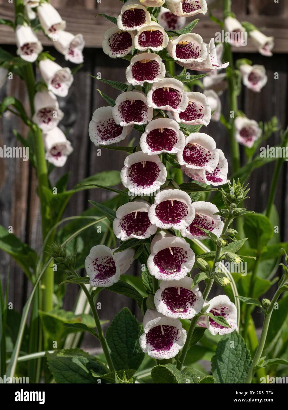 Die tiefrosa Blumenstrauß des Hybrid-Foxhandschuhs Digitalis „Pams Choice“ Stockfoto