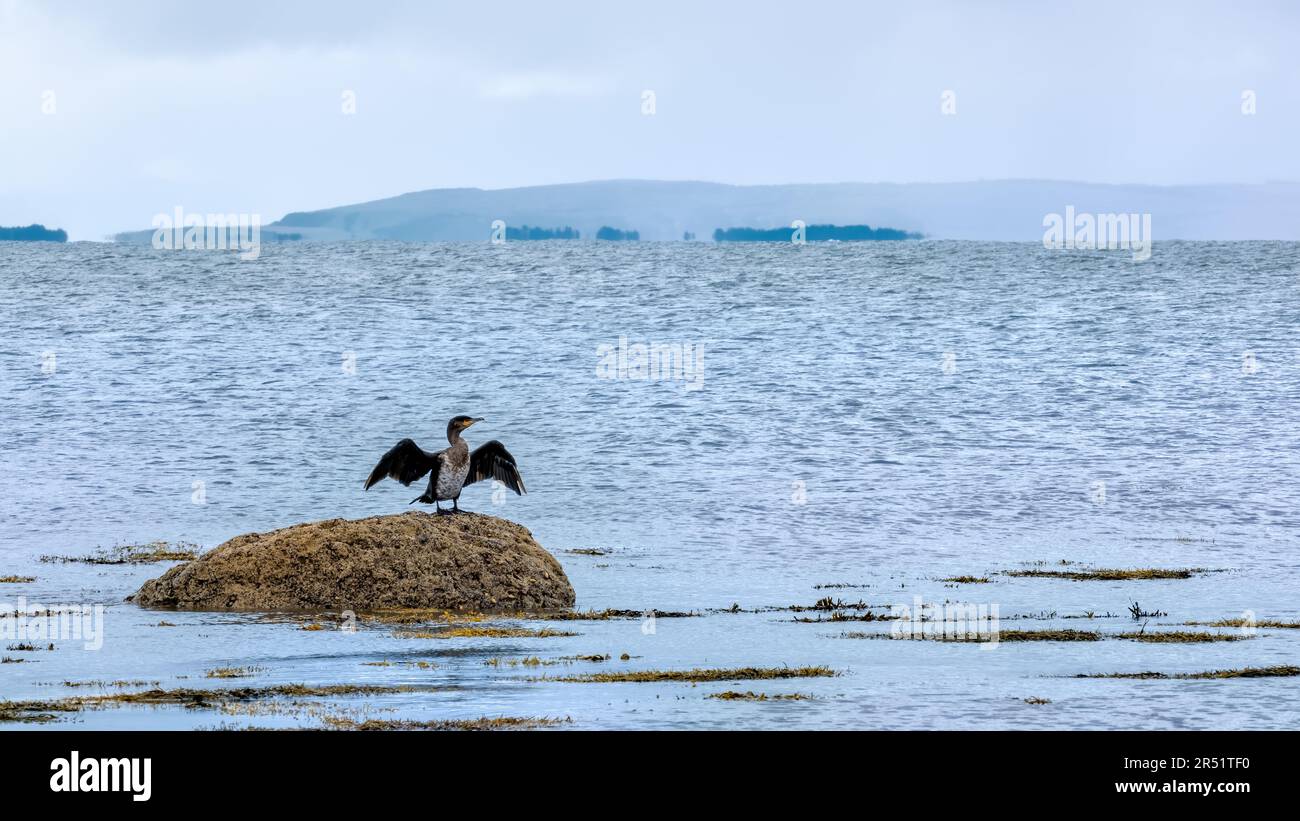 Kormoran trocknet seine Flügel auf einem Felsen im Ozean Stockfoto