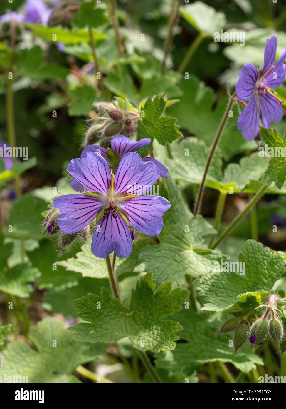 Die zarten blasslila Blüten von Geranium platypetalum, beleuchtet von wenig Sonnenschein Stockfoto