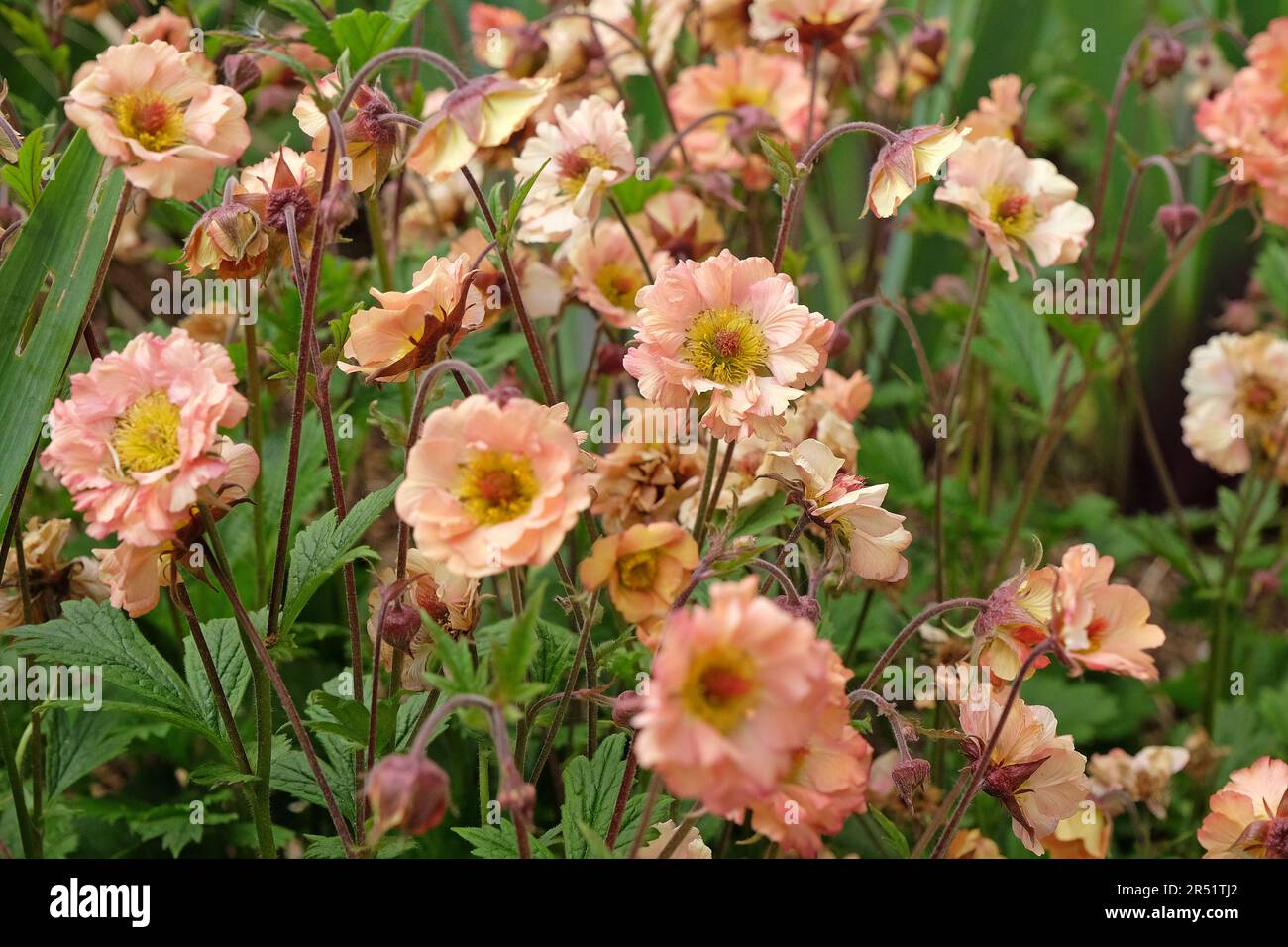 Cocktail Geum 'Mai Tai' in Blume. Stockfoto
