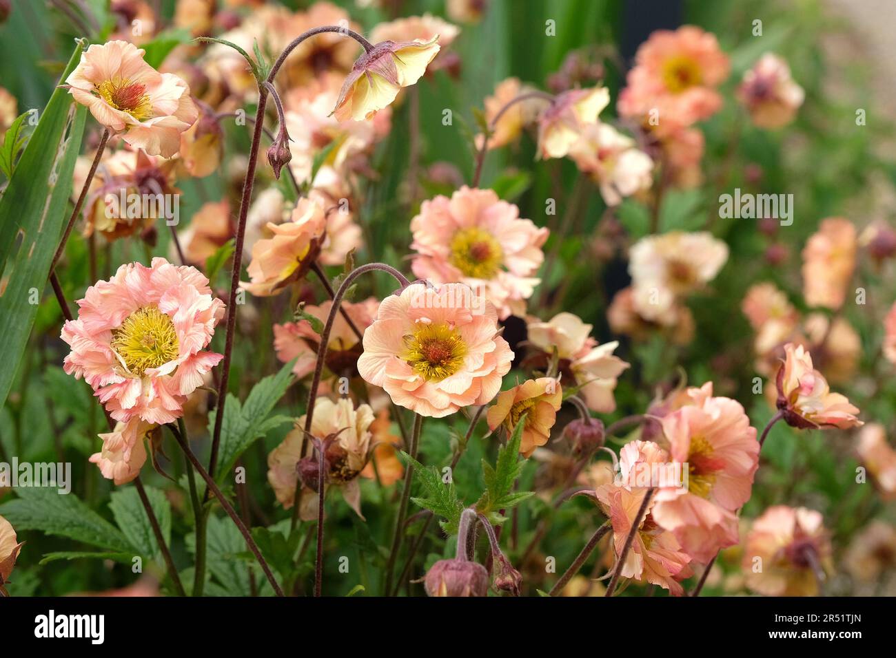 Cocktail Geum 'Mai Tai' in Blume. Stockfoto